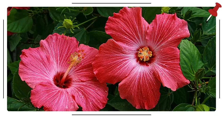 Kwiaty czerwonego hibiskusa