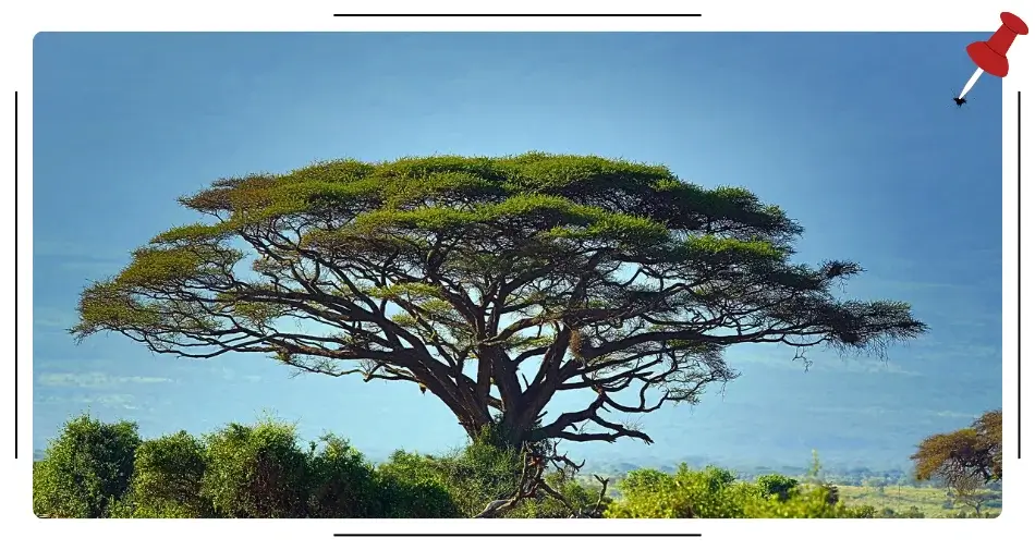 Afrykańskie drzewo akacjowe