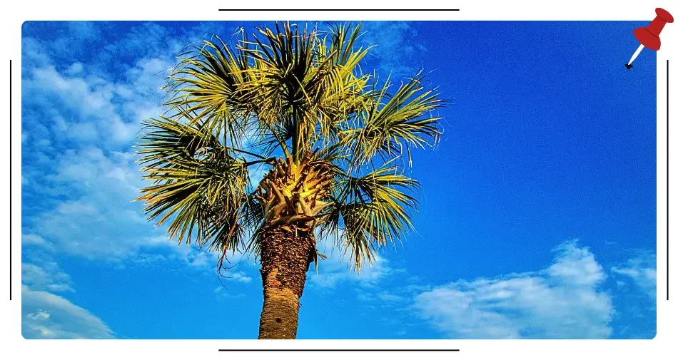 Palma Sabal Palmetto