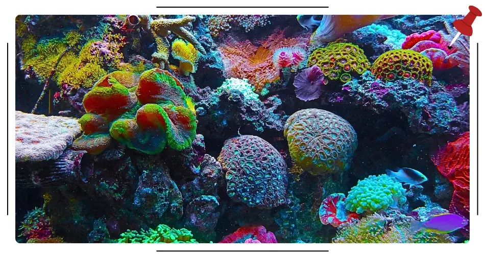 Głębiny w Daedalus Reef