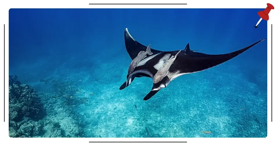 Płaszczka Manta w wodach Morza Czerwonego