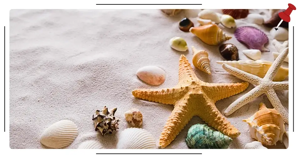 Kolorowe muszle na piasku